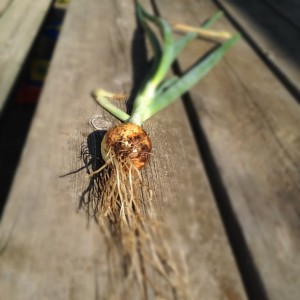 Shallots